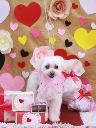 20230214マミちゃん